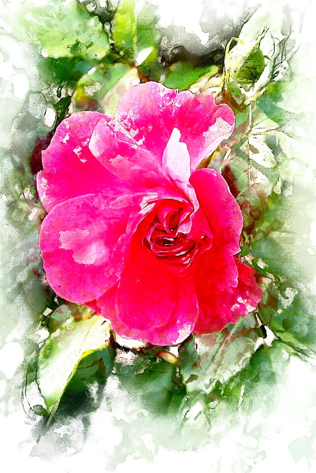 Red rose petals Free illustrations