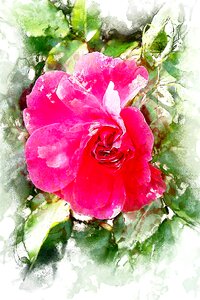 Red rose petals Free illustrations
