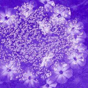 Flower lilac Free illustrations