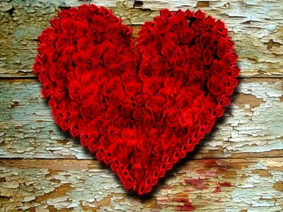 Valentine's day red blossom
