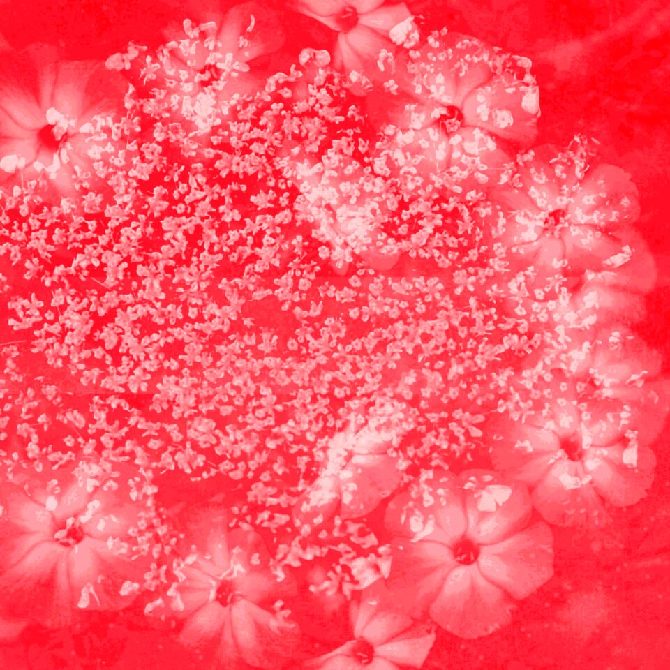 Flower coral Free illustrations