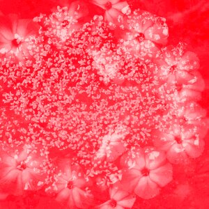 Flower coral Free illustrations