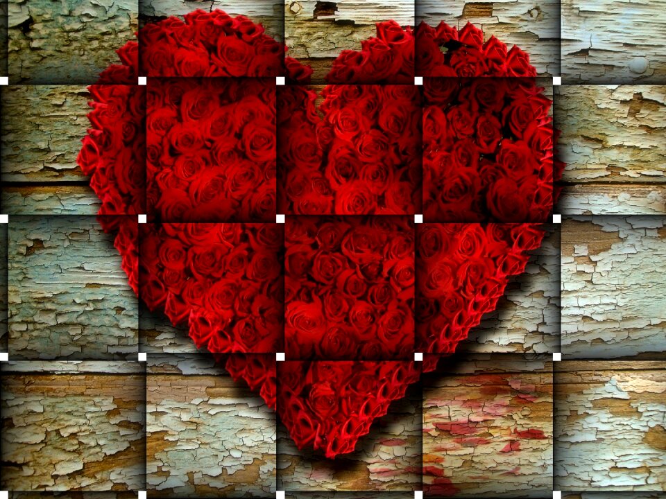 Valentine's day red blossom