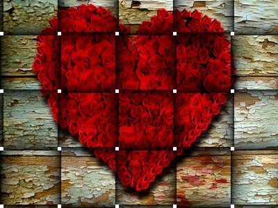 Valentine's day red blossom