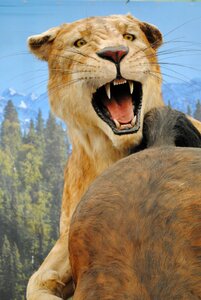 Muzzle the lion Free illustrations