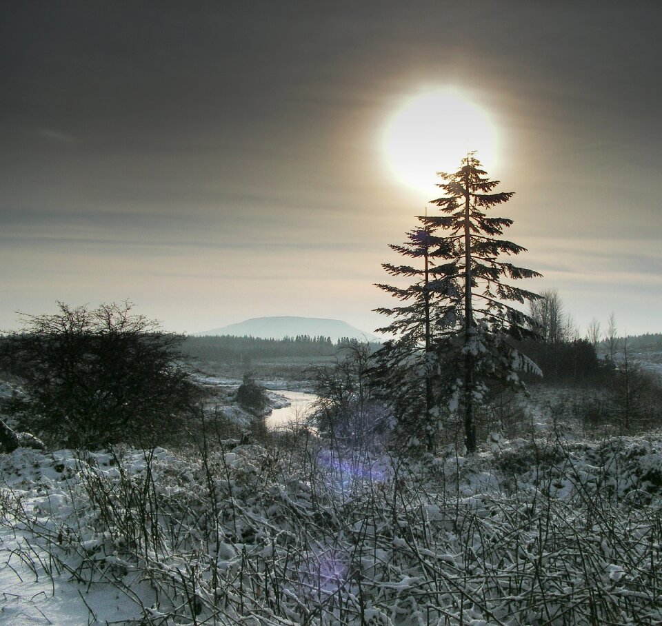 Snow forest river