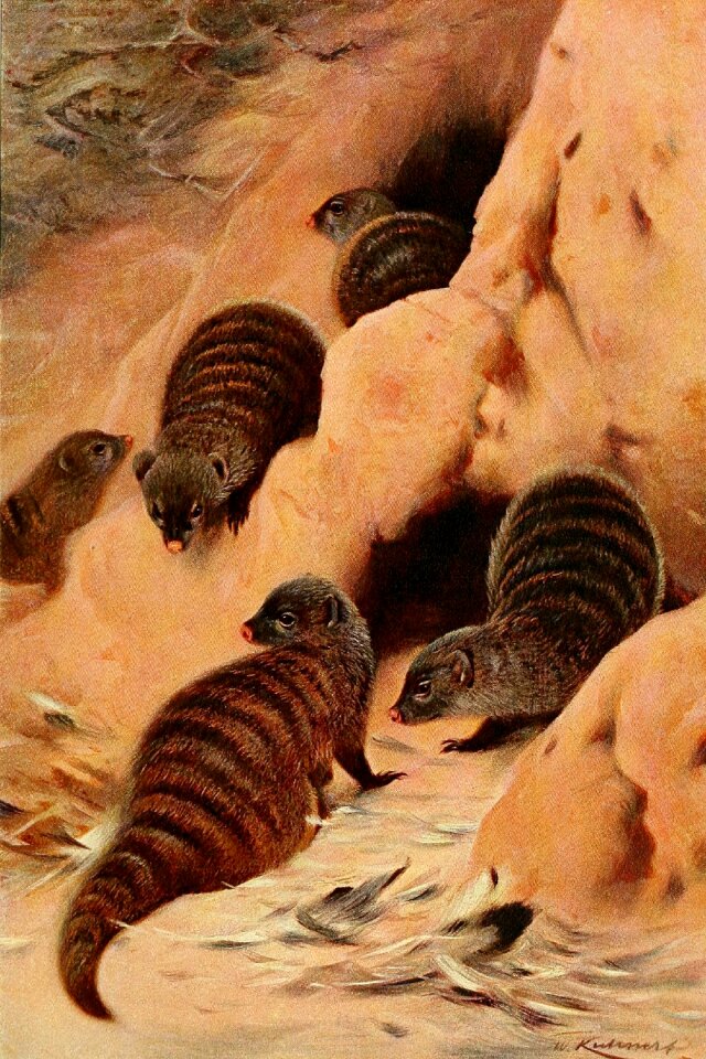 Wild animal desert animal Free illustrations
