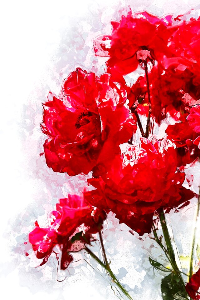 Flowers flower Free illustrations