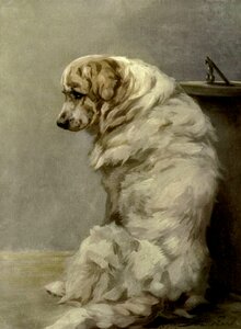 Adorable dog Free illustrations
