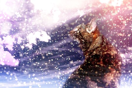 Domestic cat kitten snow