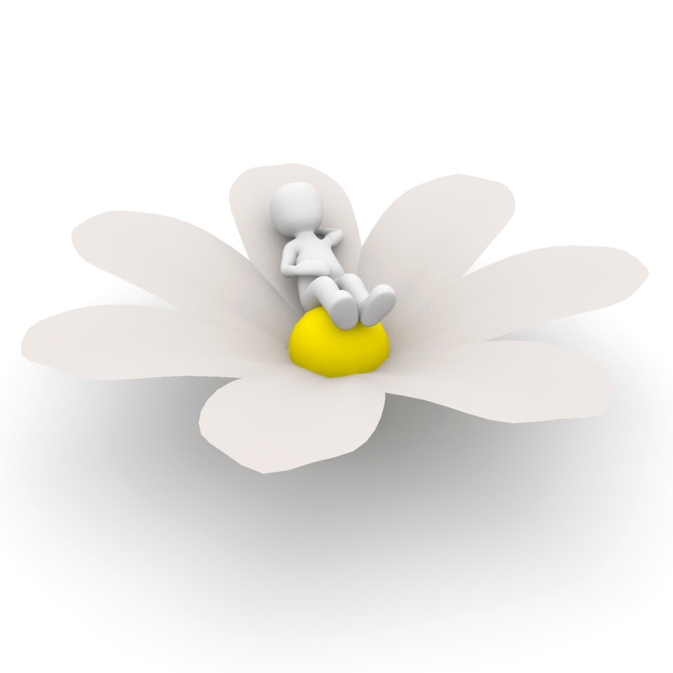 White daisy meadow