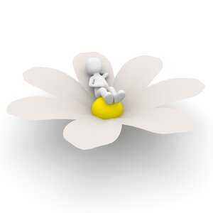 White daisy meadow