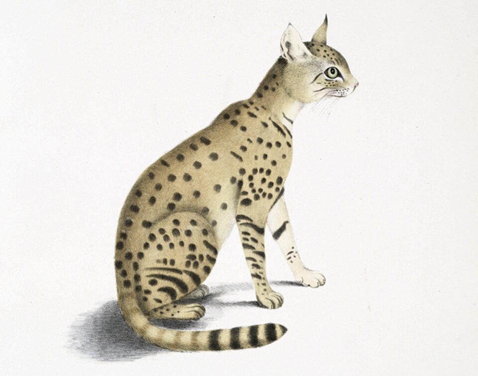 Indian desert cat cat sitting drawing