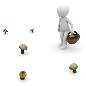 Forest mushroom picking nature