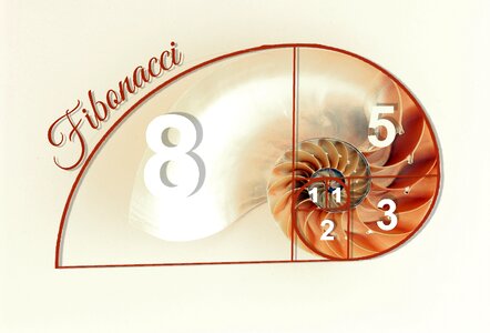 Nautilus mathematical draw