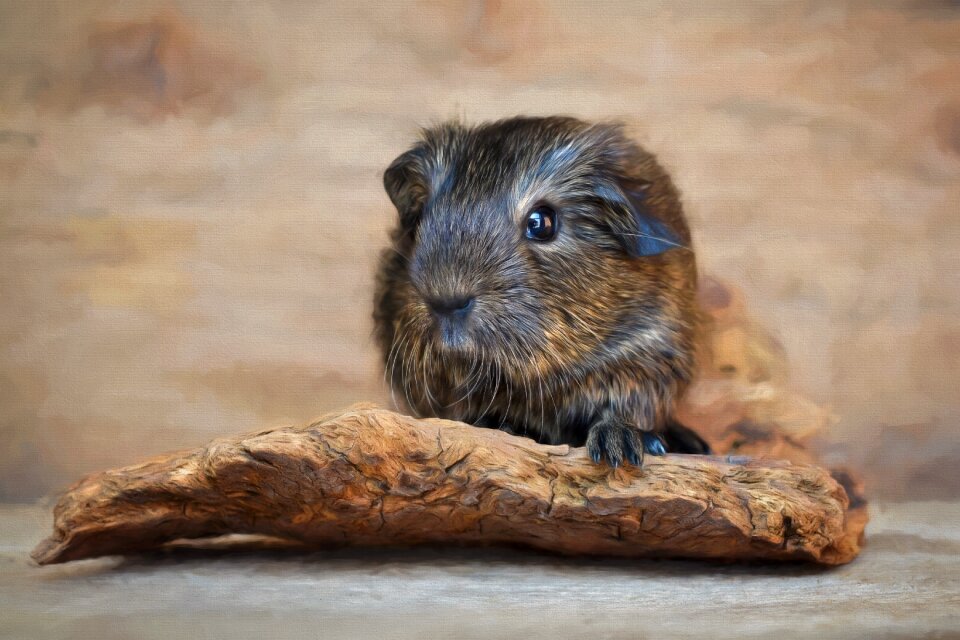 Smooth hair baby guinea pigs young animal