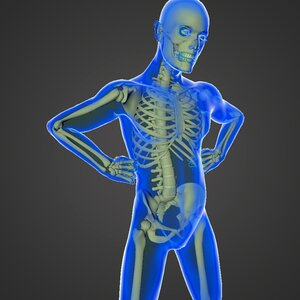 Veins blood circuit