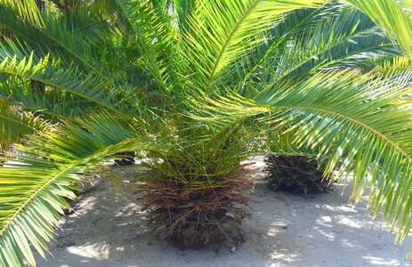 Fronds summer plant