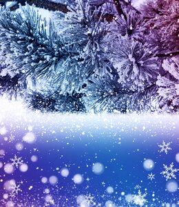 Frost christmas tree background