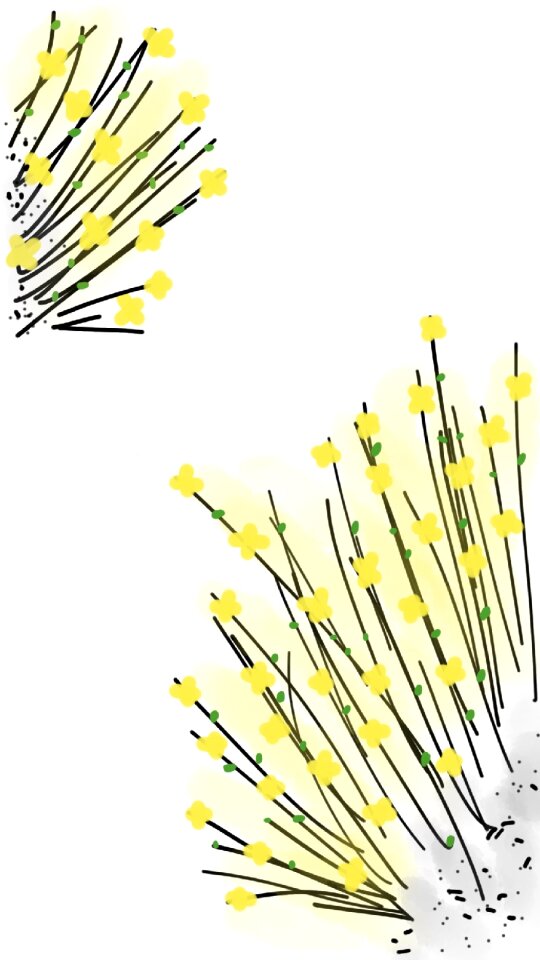 Spring nature blossom
