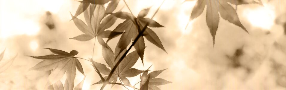 Leaves tree botany