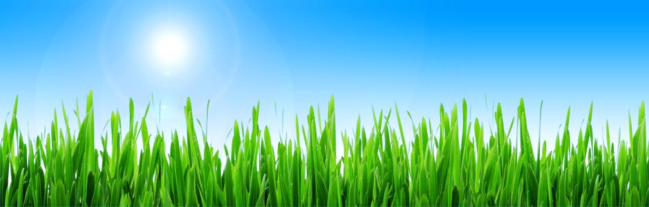 Grass sun background