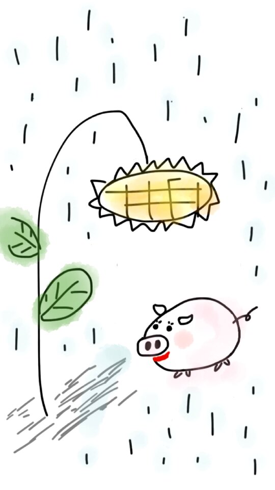 Sunflower rain raining