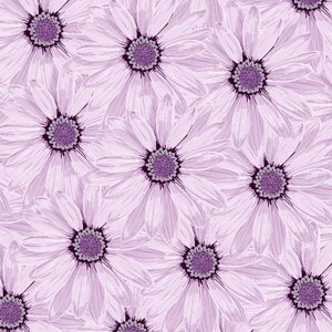 Lilac purple flowers many colors