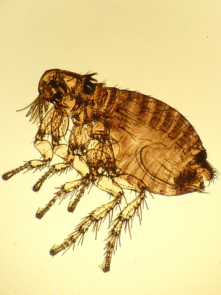 Parasite of rabbit insect Free illustrations