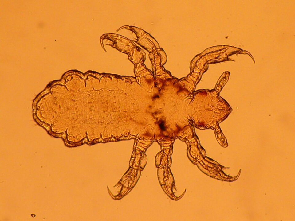 Insect parasite Free illustrations
