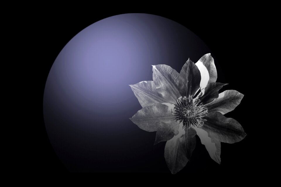 Night fantasy Free illustrations