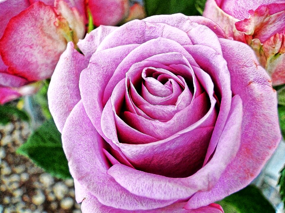 Romantic garden rosebud