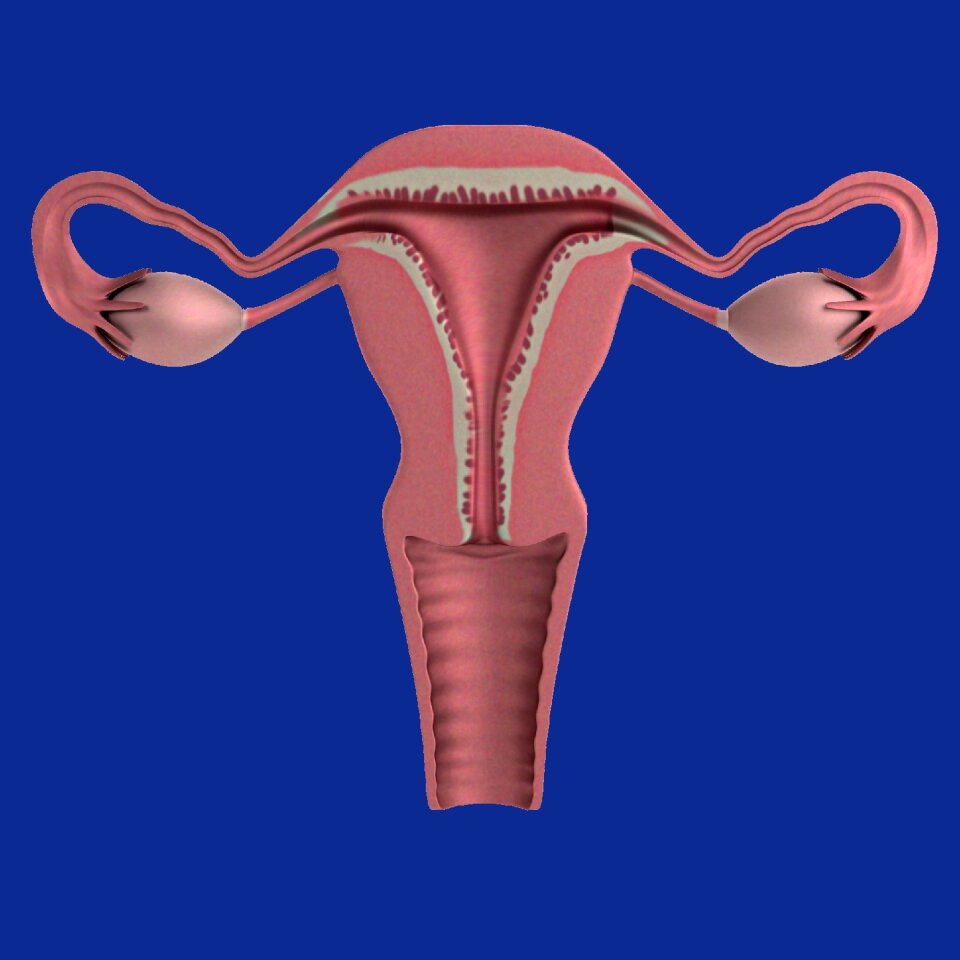 Apparatus ovaries Free illustrations