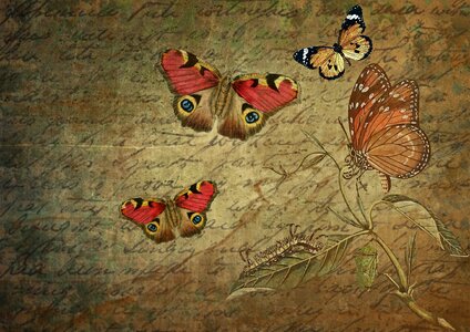 Stationery butterflies text