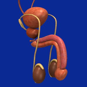 Genitals apparatus Free illustrations