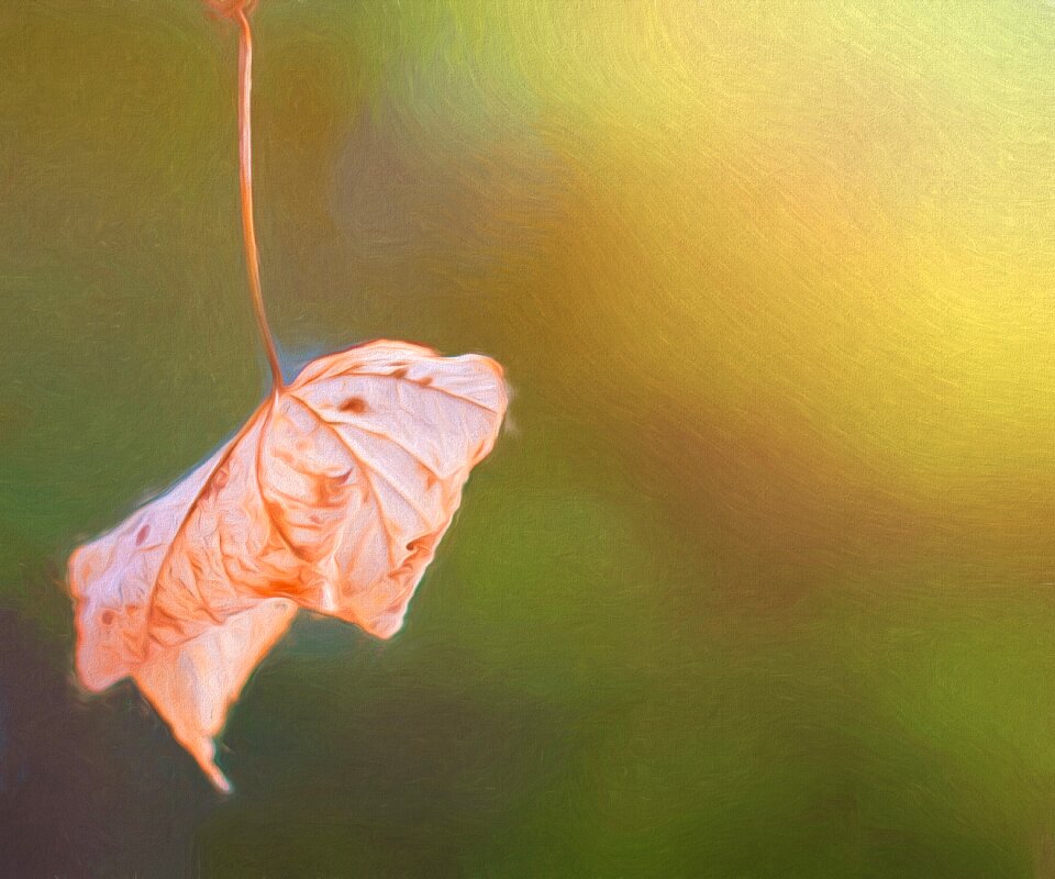 Art leaf autumn leaf