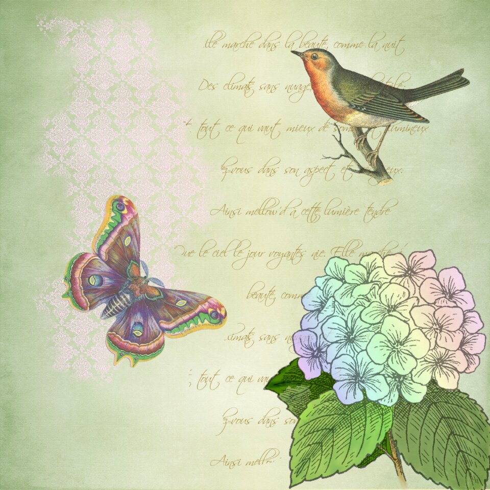 Butterfly flower vintage