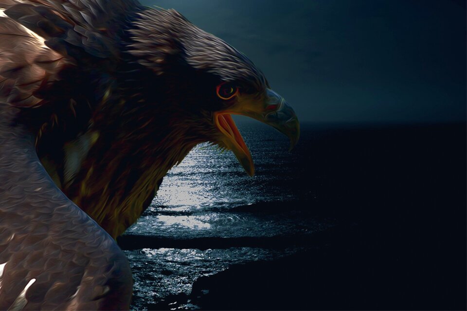 Raptor bird of prey sea