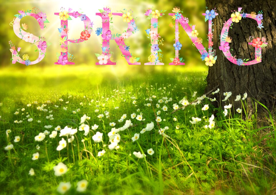 Sunny field blossom