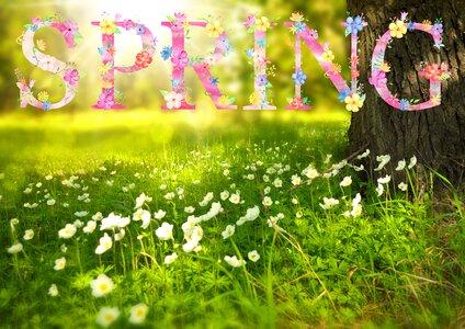 Sunny field blossom
