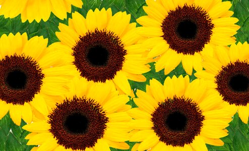 Bright cheerful Free illustrations
