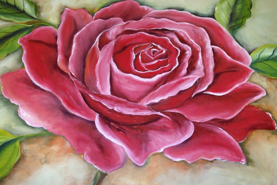 Nature rosa flower