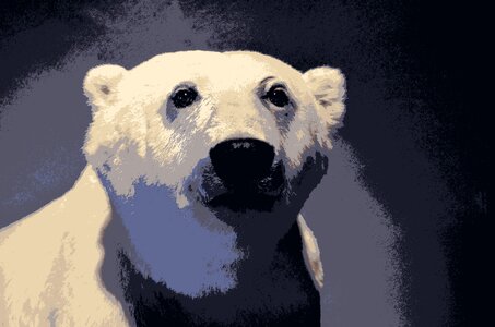 Dangerous bear nature