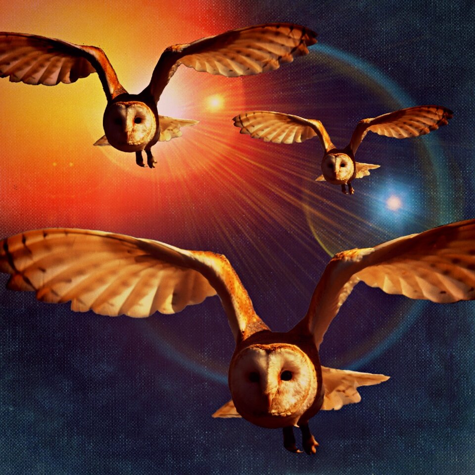 Sky animal world animal