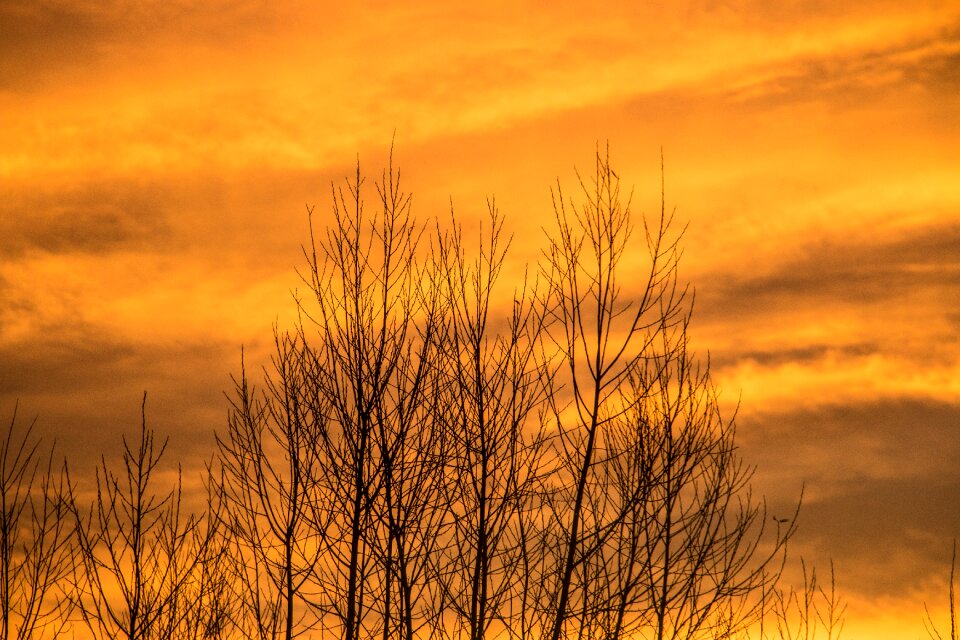 Winter kahl sun