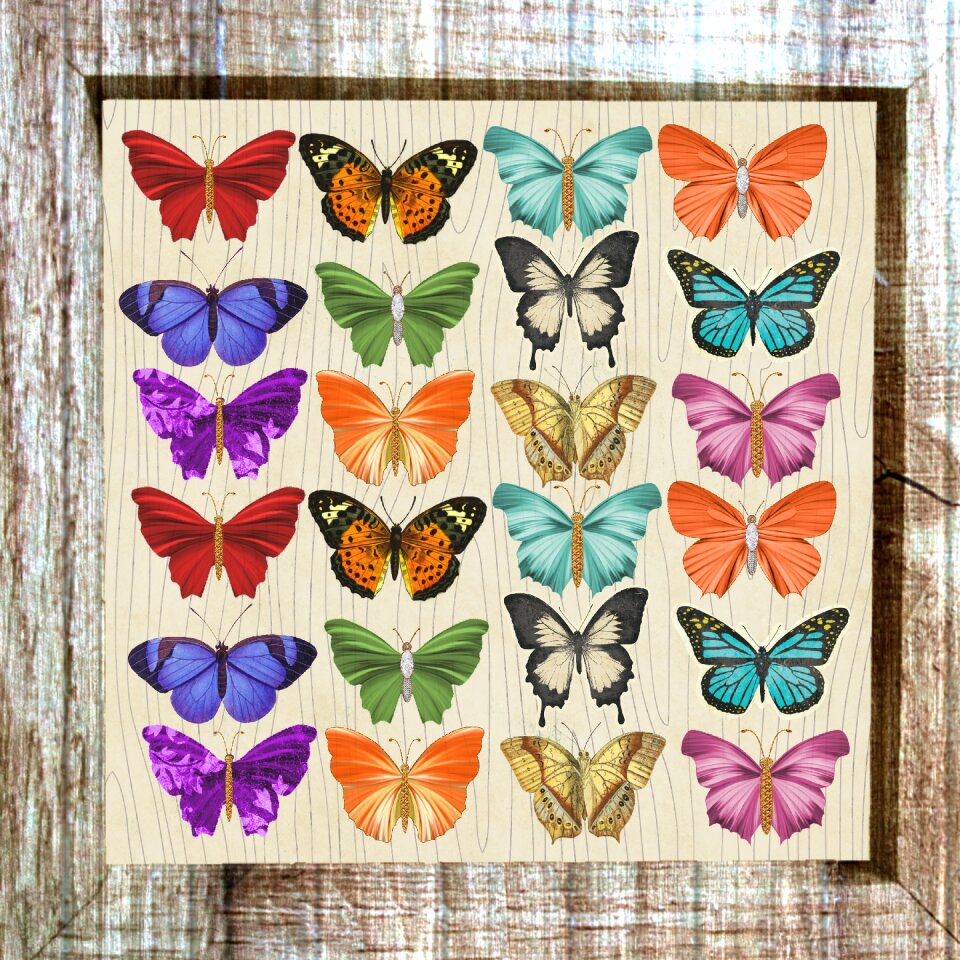 Collage creativity nature