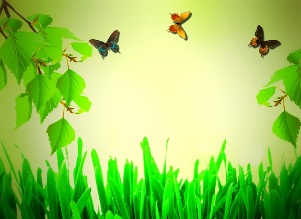Butterfly green nature