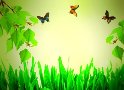 Butterfly green nature
