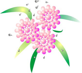 Color pink pink flower nature