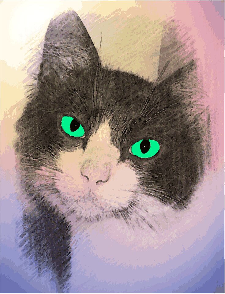 Pet cat face cat's eyes